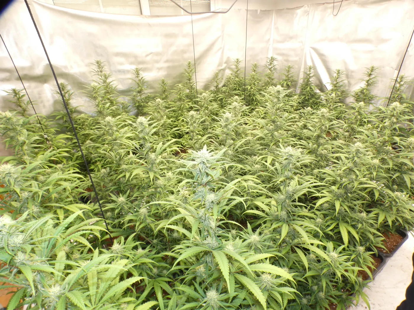 Ingressen a presó dos detinguts per conrear més de 300 plantes de marihuana a l'interior d'un habitatge de Valls