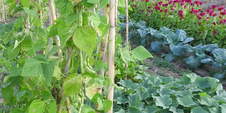 L'Escola Agrària del Pirineu organitza un curs d'horticultura de muntanya