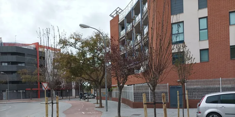 L’Ajuntament de Cambrils restitueix l’arbrat viari dels barris de Ponent que havia desaparegut