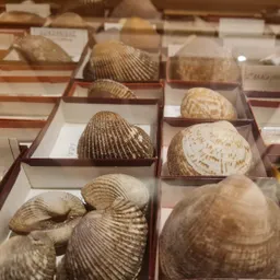 Navegant pel Museu XXXIII - Clycimeris - episode art