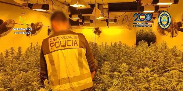 Desmantellen una plantació de marihuana en un habitatge de Roda de Berà
