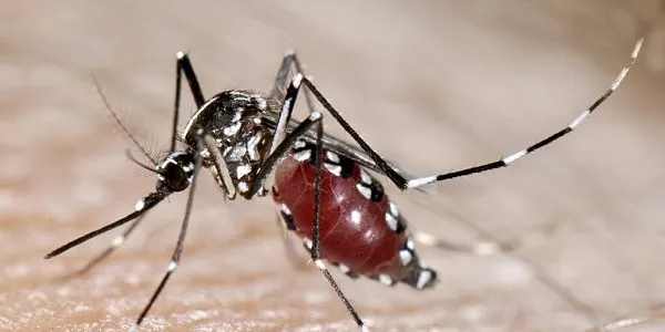 L'Ajuntament combat la presència del mosquit tigre