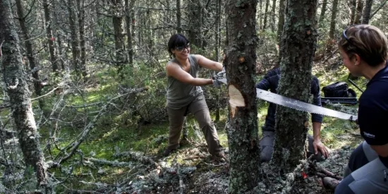La setena edició de Boscos de Muntanya fa una aclarida d'arbres