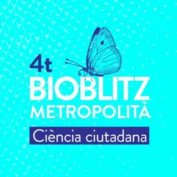 Entrevistes de la Justa del 21/5/2021 — Bioblitz Metropolità 2021: ciència ciutadana per mapar la biodiversitat urbana a l’AMB - episode art