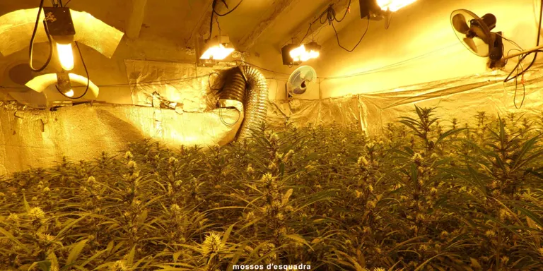 Desarticulada una plantació interior a Constantí amb prop de 4.000 plantes de marihuana