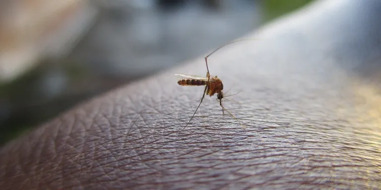 Es posa en marxa la campanya informativa per a la prevenció de plagues aquest estiu