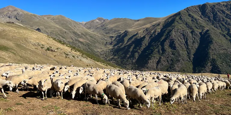 El sector agrícola demana acabar amb la competència deslleial