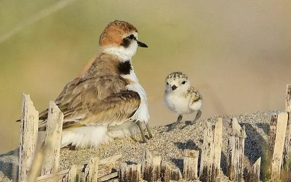 Foto: Birding Catalunya
