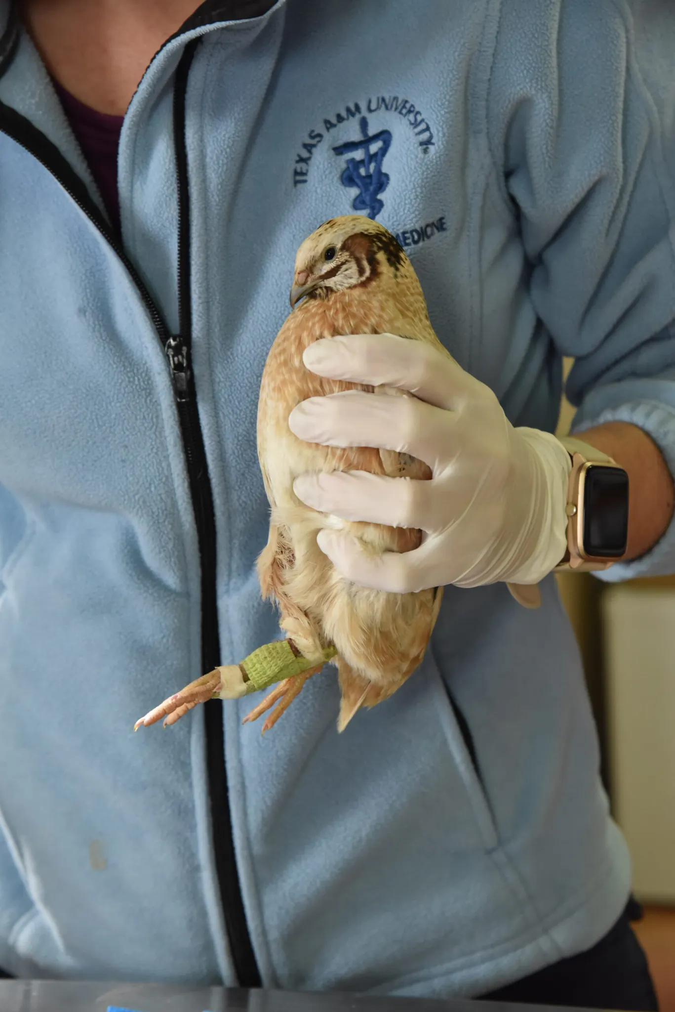 <strong>El Zoo del Pirineu organitza el primer curs de rehabilitació d'animals salvatges</strong>