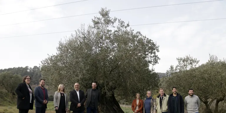 Deu municipis del Vallès Oriental impulsen la DOP de l'Oli de Vera