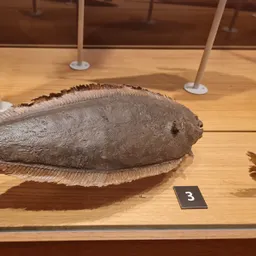 NAVEGANT PEL MUSEU XVIII - La palaia - episode art