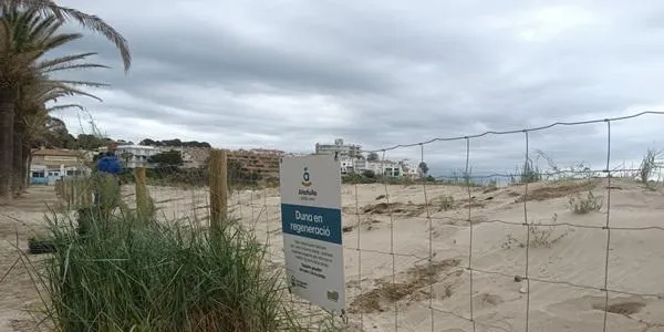 Es reforça el cordó dunar del parc de Voramar d’Altafulla amb noves plantes