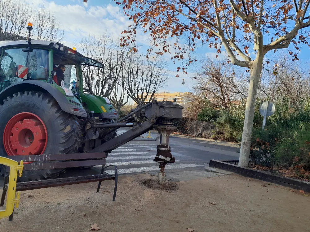 L'Ajuntament de Pineda planta 50 nous arbres substituint alguns que estan malalts