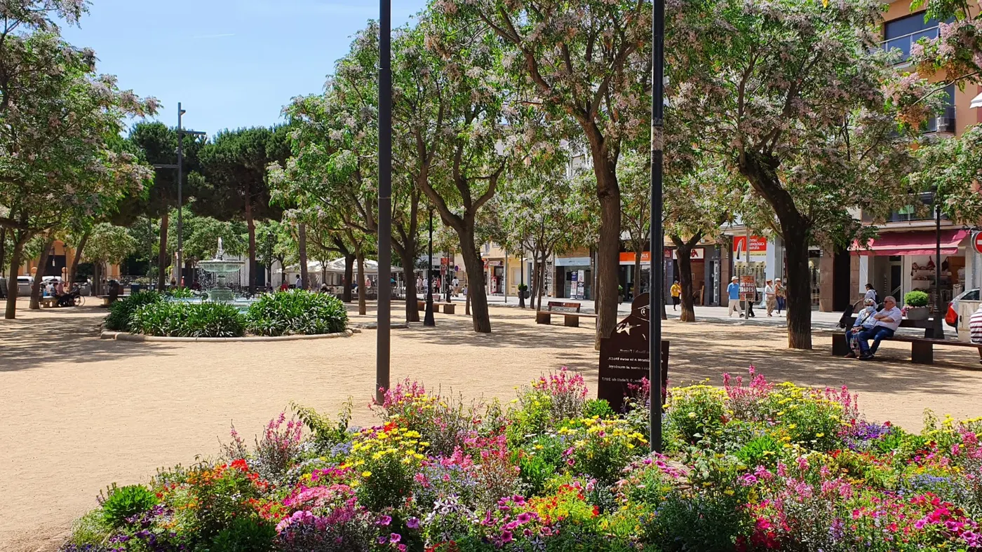 Pineda entre les Viles Florides del Maresme
