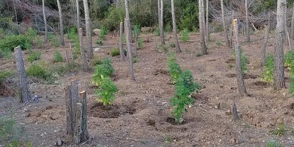 Els Mossos desmantellen dues plantacions de marihuana als boscos de Vespella de Gaià