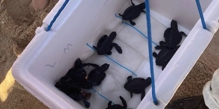 Arrenca una prova pilot de detecció de restes de tortugues a Arenys