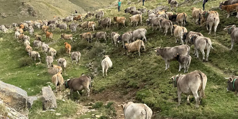 Una trentena de ramaders recullen les més de 1.200 vaques que han passat l'estiu a la muntanya de Llessui
