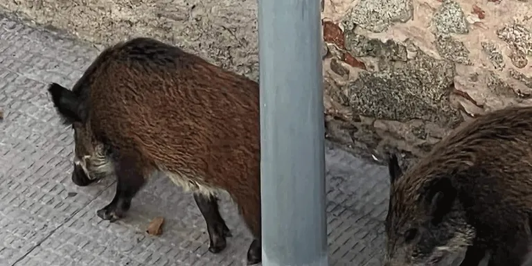 Capturen els dos porcs senglars que voltaven per la zona del Bareu