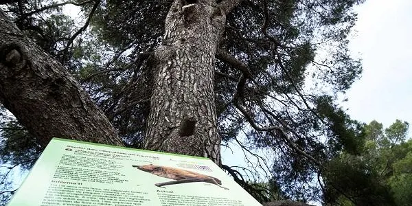 Nova visita al Sender dels ratapatxets de la Finca del Canyadell el diumenge 15 d’agost