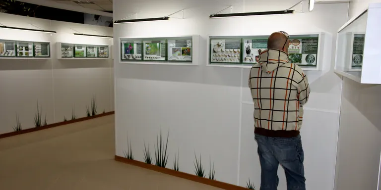 El Museu de les Papallones de Catalunya tanca les portes i es queda sense col·lecció d'insectes