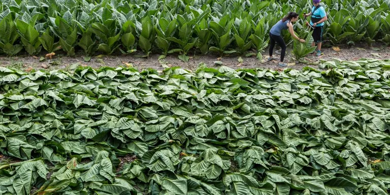L'excés de pluja retarda les plantacions de tabac a Andorra