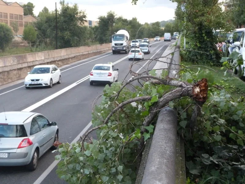 Diversos arbres caiguts durant aquesta nit a causa del temporal de pluja i vent