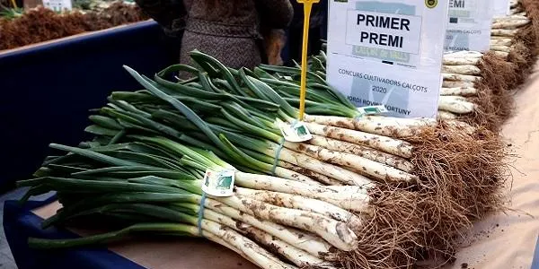 Els Germans Rovira guanyen el Concurs de Cultivadors de la Gran Festa de la Calçotada, i deixen fora del podi els Germans Blanch
