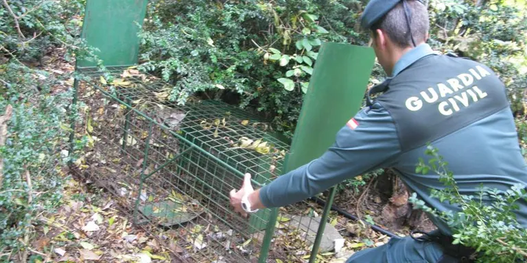 Denunciat un veí de la Pobla de Segur per col·locar una gàbia-parany