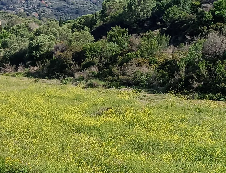 La plaga de paparres arriba al Maresme i s'expandeix per Catalunya