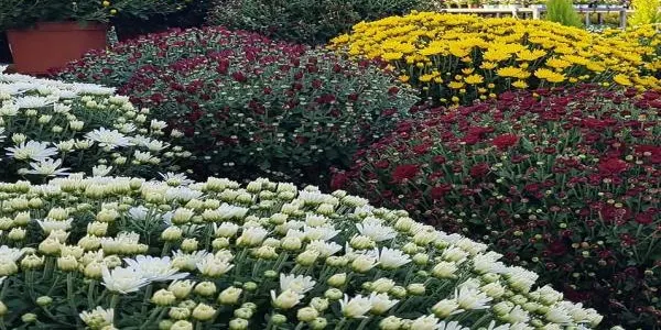 Les floristeries es reinventen per evitar perdre la campanya de Tots Sants per les restriccions a la mobilitat i la por dels clients potencials