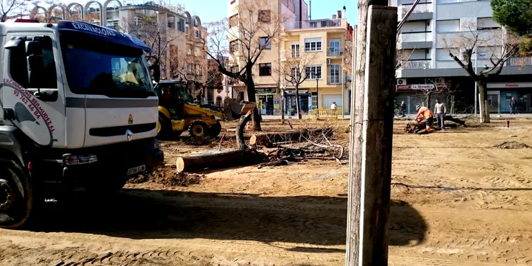 Substituiran disset arbres de la Plaça de les Mèlies per nous exemplars