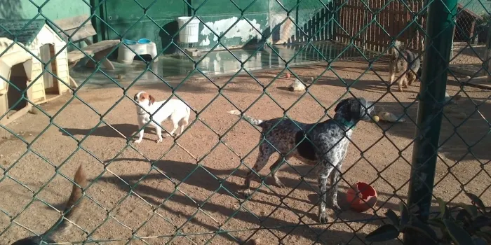 Arrenquen les obres d’ampliació del refugi de Cal Pilé, seu de la Societat Protectora d’Animals de Mataró