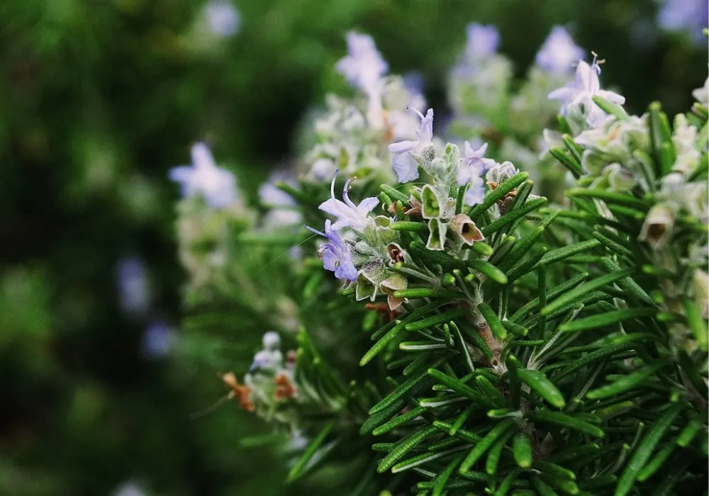 Taller sobre plantes remeieres a la Biblioteca