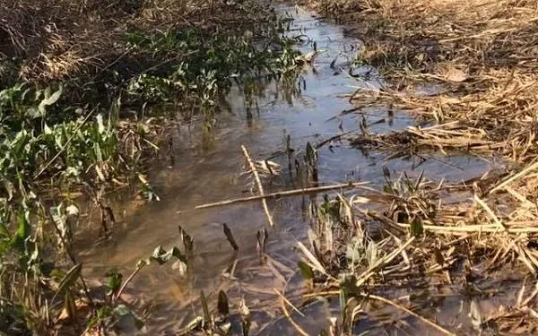 Foto: Associació Mediambiental La Sínia
