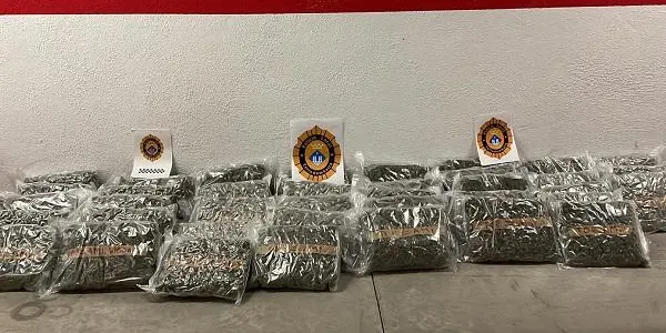 Les policies locals de Torredembarra i Altafulla intercepten un tràiler de vehicles carregats amb uns 60kg de marihuana