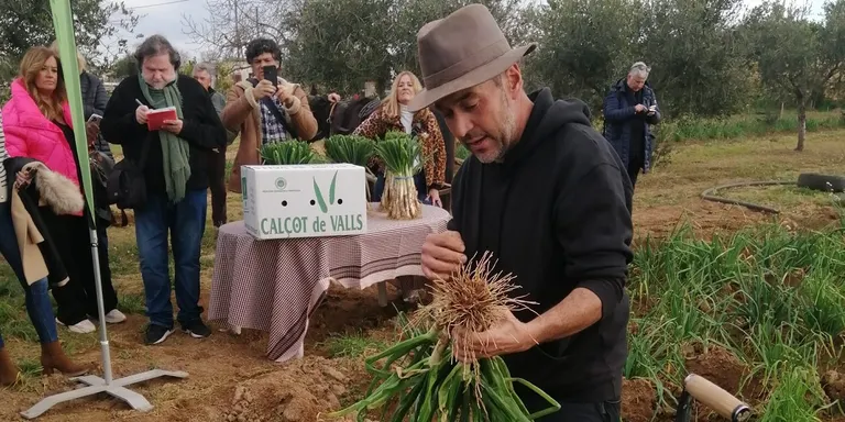 Bones previsions per a la temporada de calçots a Torredembarra