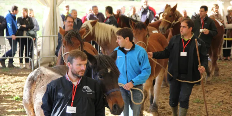 Més de 100 cavalls participen al 7è Concurs Nacional de Cavall Pirinenc