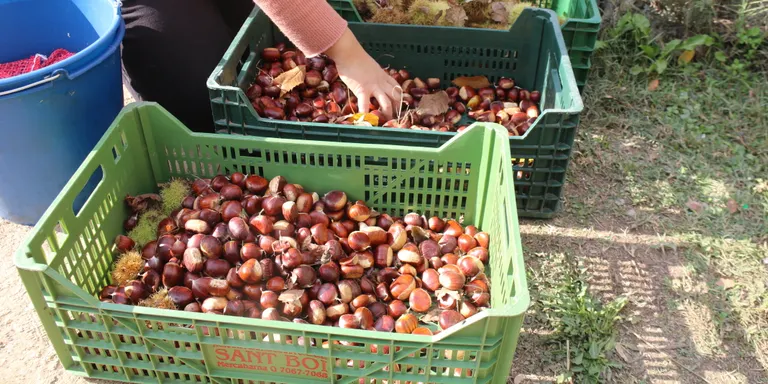 La collita de la castanya de Viladrau va amb retard i amb menys de la meitat de producció que fa un any