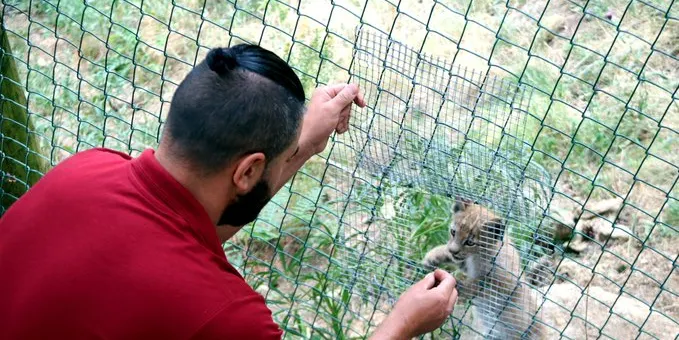 Neix el primer exemplar de linx del Pirineu català en més d'un segle