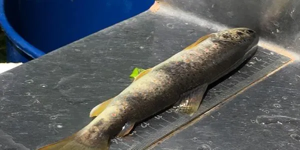 L'ACA analitzarà els efectes de la sequera en la comunitat de peixos al riu Gaià