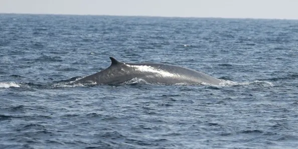 El rorqual comú passa aquests dies per davant de la costa de Torredembarra