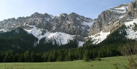 La densitat de senglars al Cadí augmenta a 4 per cada 100 Ha