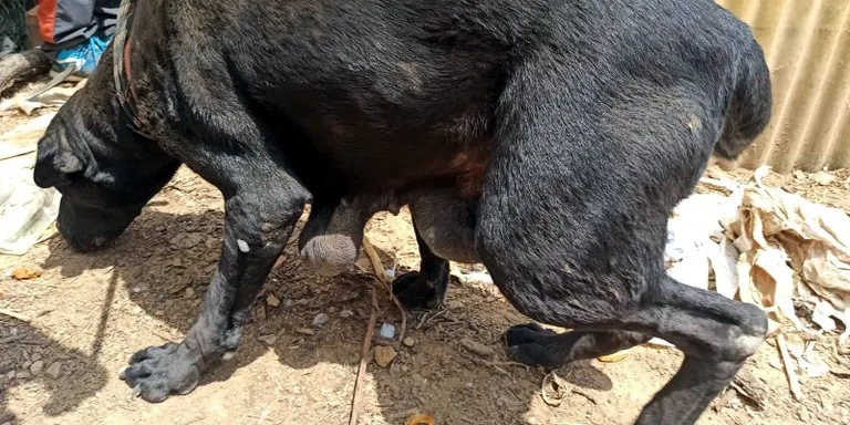 Denuncien una parella a Santa Coloma de Farners per tenir diversos animals en condicions lamentables i plens de paràsits