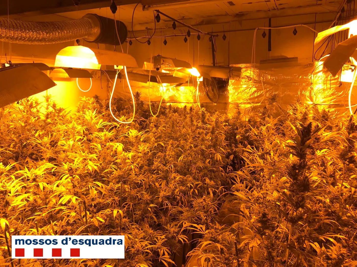 Detingut un vilassarenc per una plantació de marihuana a Tiana