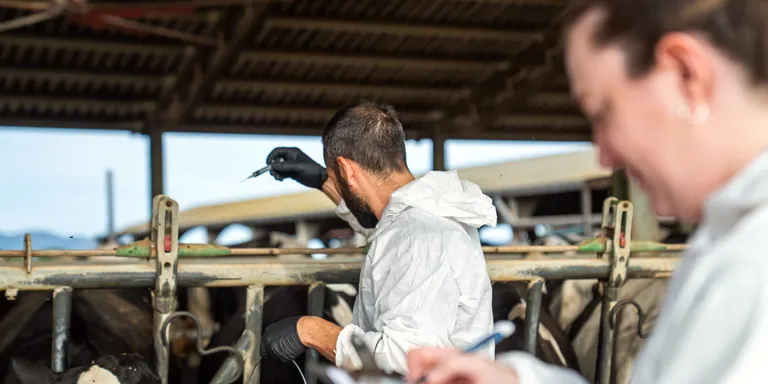 Preocupació entre els ramaders de la Catalunya Central pel possible focus de dermatosi nodular a Osona