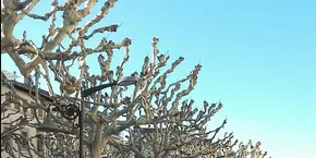 Recullen 600 signatures de rebuig a la proposta de convertir en zona de vianants el Passeig de Tremp