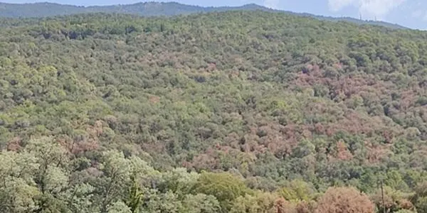 Aquest divendres entra en vigor la prohibició d’encendre foc en terreny forestal