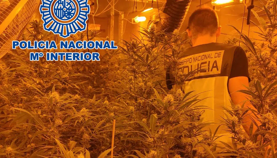 Desmantellen una plantació de marihuana a Valls