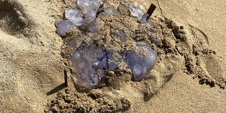 Molta presència de meduses a les tres platges arenyenques