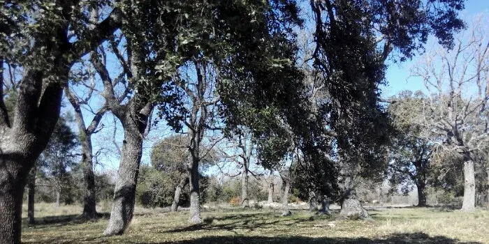 Trasplanten arbres d'un bosquet de Sant Honorat a diferents punts del municipi